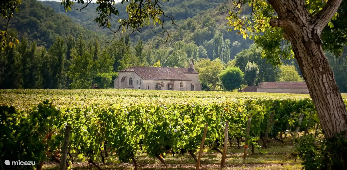 Uno de los hermosos viñedos de la región.