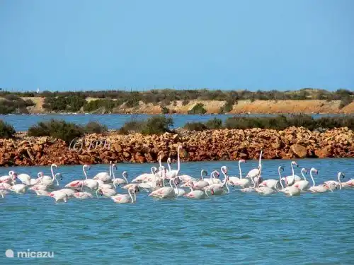 Des flamants roses peuvent être trouvés dans les lacs salés de Santa Pola et Torrevieja-La Mata