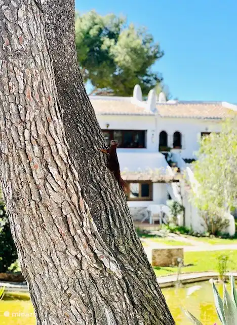 From the terrace you often spot squirrels in the trees and on the ground! Fun for the kids...