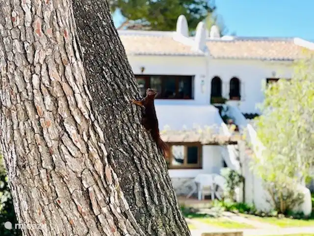 Casa Lina * Los Lagos/ Bohostyle | Espagne, Costa Blanca, Jávea - maison mitoyenne De la terrasse on aperçoit souvent des écureuils dans les arbres et au sol ! Amusant pour les enfants...