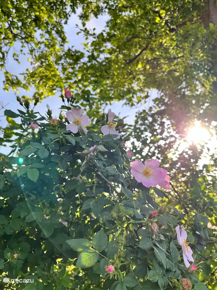 Rosen in der Windhecke