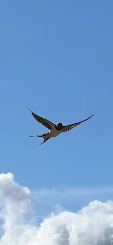 Treue Bewohner unseres Hofes, die Schwalbe