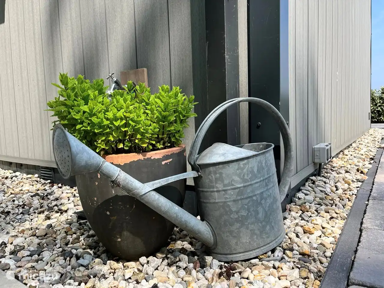 Minze, köstlich im Salat oder für frischen Tee