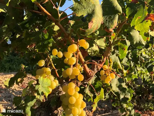 Villa Veni Vidi Vici, Luxe Finca huren in Spanje, Costa Blanca, Lliber - villa citroenen uit eigen tuin