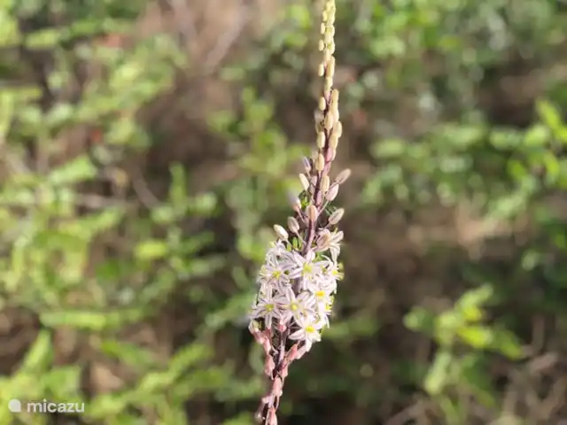 Villa Veni Vidi Vici, Luxe Finca huren in Spanje, Costa Blanca, Lliber - villa prachtige natuur in de directe omgeving