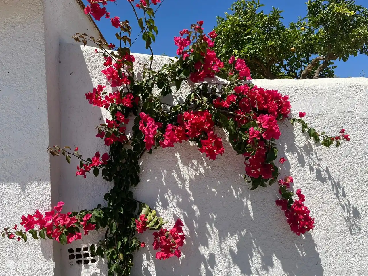 Bougainvillea, eine der schönsten Blumen aus dem Garten.