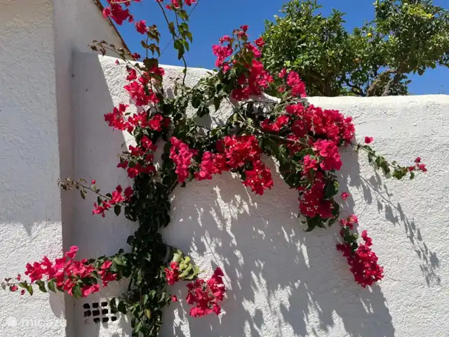 Fietsen, Spanje, Costa Blanca, Benissa, villa Casa Lucia  Bougainville, een van de mooie bloemen uit de tuin.