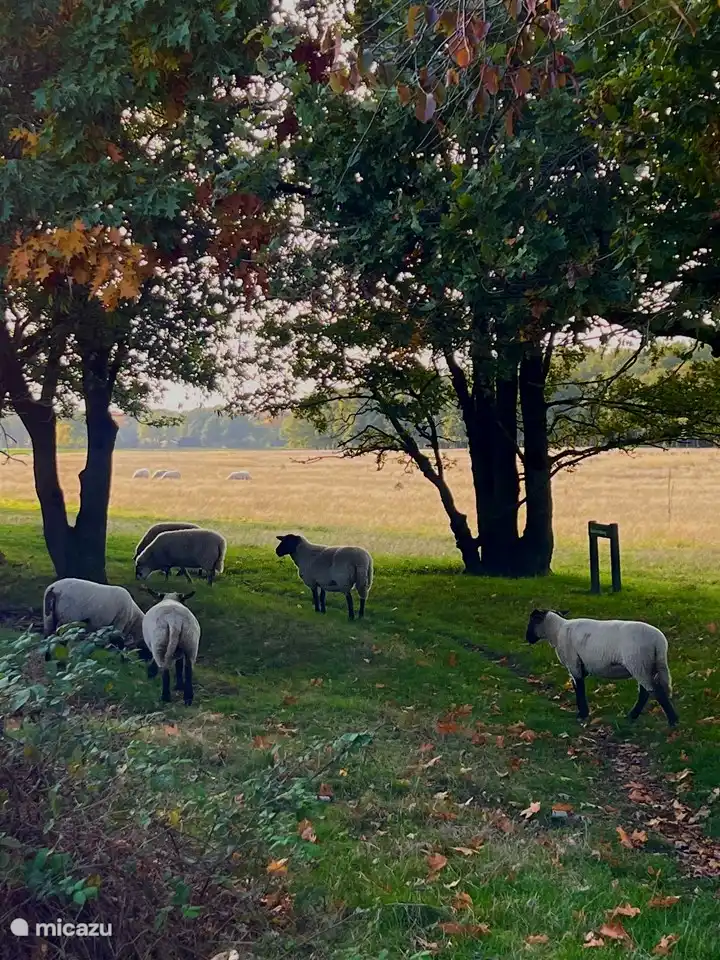 Beautiful environment