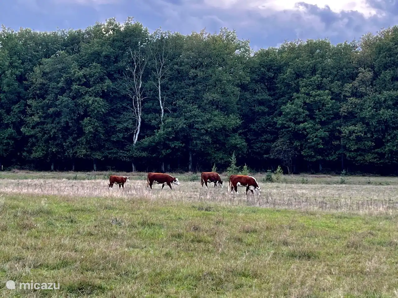 Cows grazing adjacent to the park.