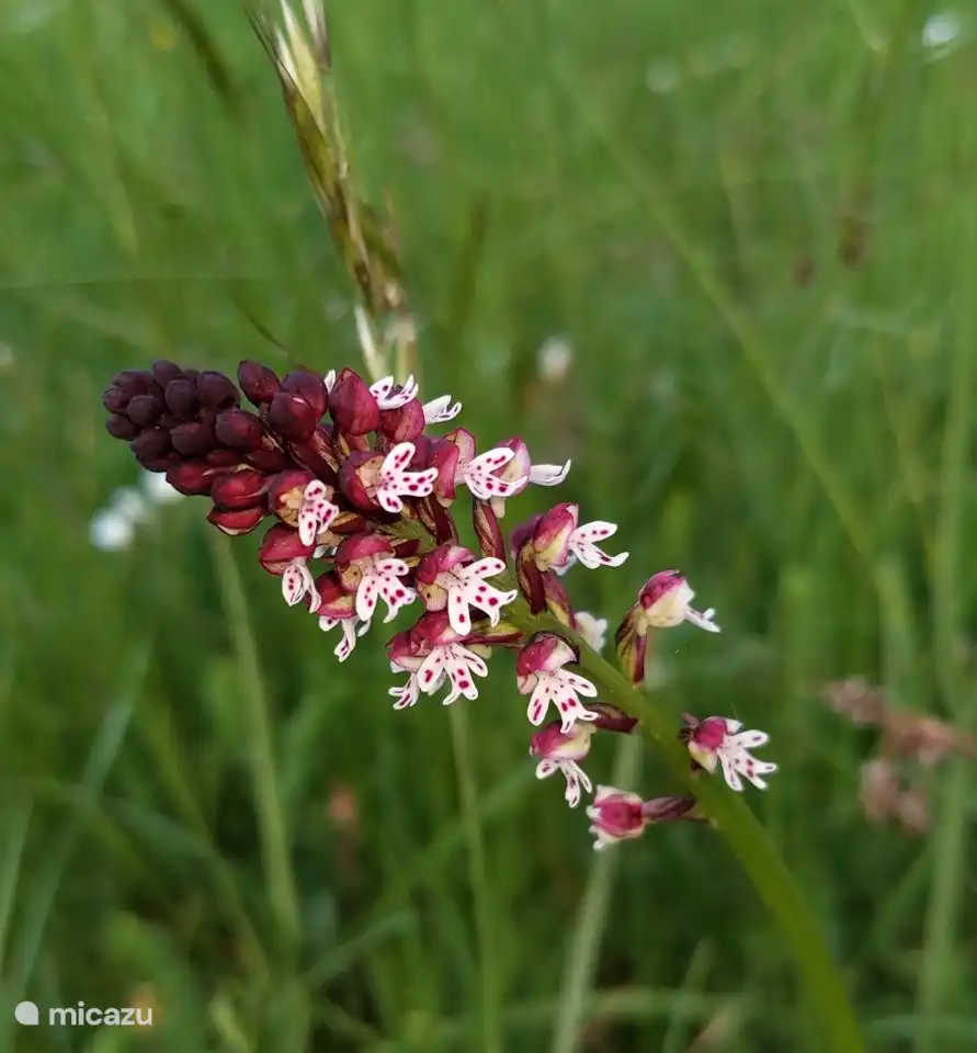 Een verbluffende flora rondom het huis.