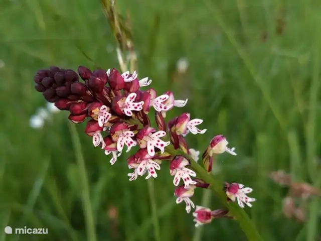 La Bergerie | France, Lot, Thédirac - maison de vacances Une flore étonnante autour de la maison.