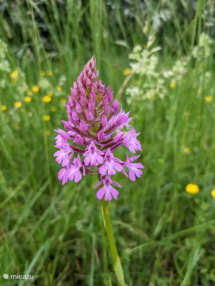 Ieder seizoen heeft zijn eigen bloemen.