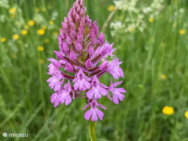 La Bergerie | France, Lot, Thédirac - maison de vacances Chaque saison a ses propres fleurs.