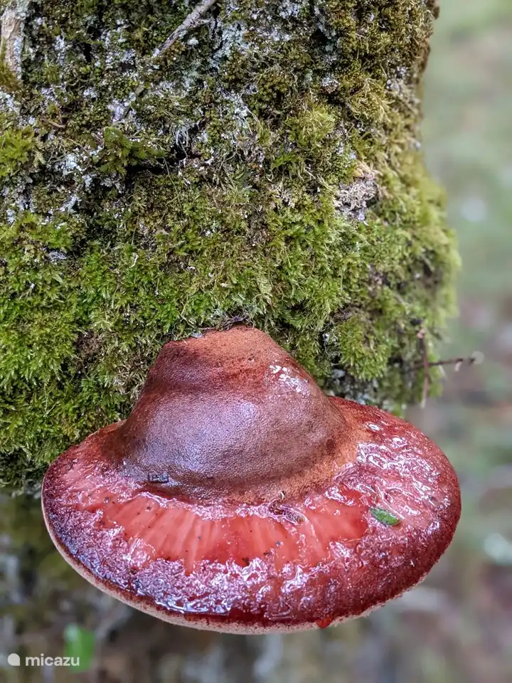 Altijd een heerlijke nazomer met frisse ochtenden en avonden en een aangename temperatuur overdag.