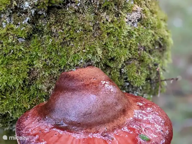 La Bergerie | France, Lot, Thédirac - maison de vacances Toujours une merveilleuse fin d'été avec des matinées et des soirées fraîches et une température agréable pendant la journée.