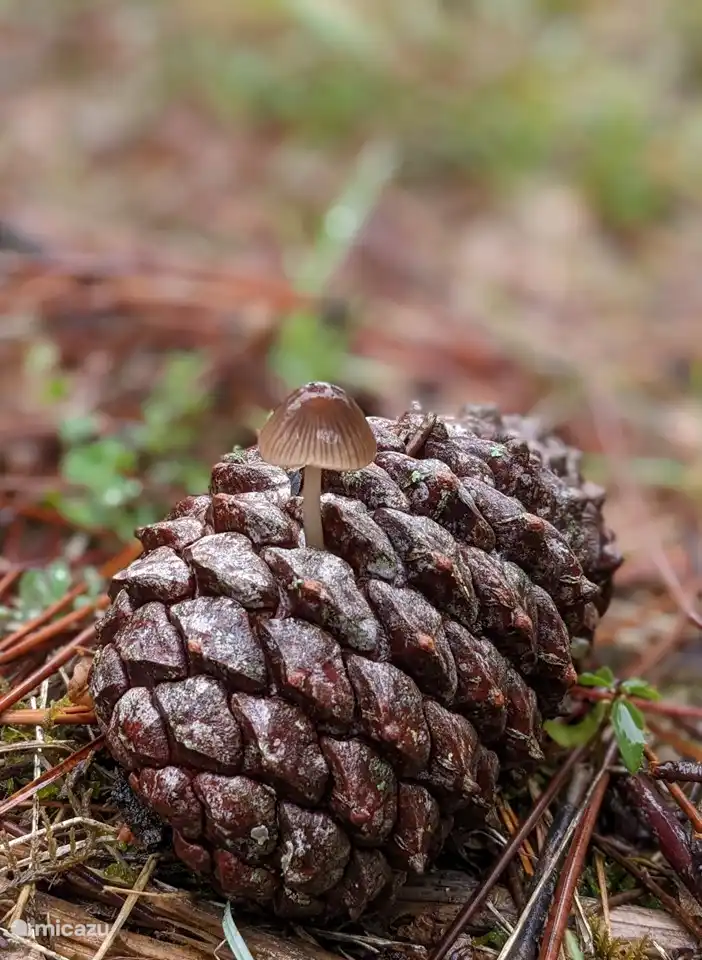 De herfst heet hier met recht nazomer
