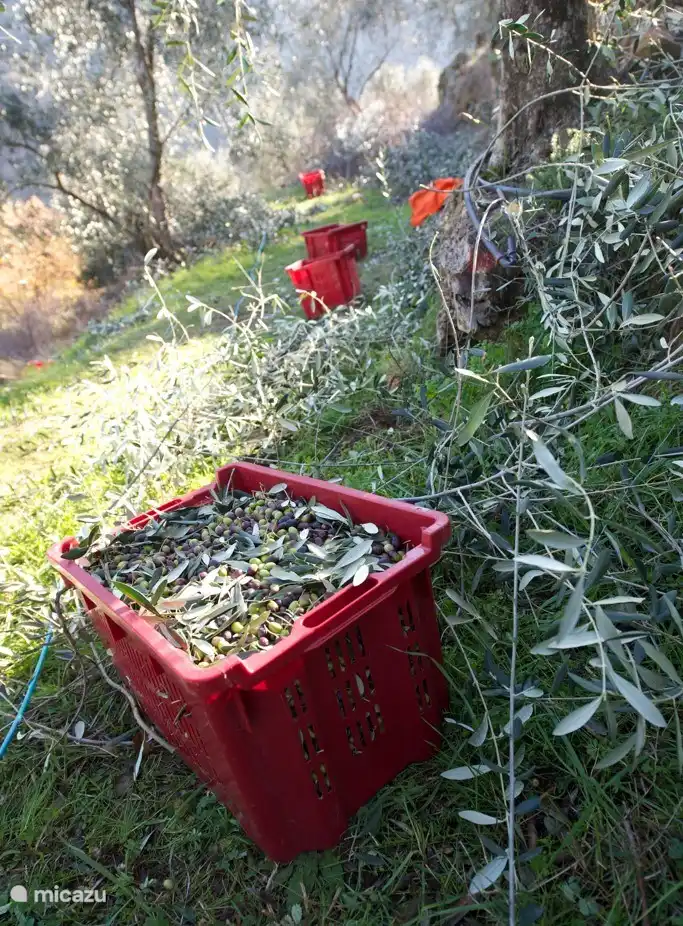 olive harvest