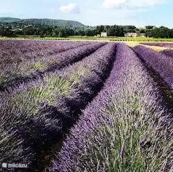 Lavendel rund um das Mas