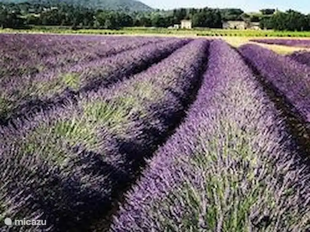 Mas Saint-Michel d'Euzet - Magnolia en Francia, Gard, Saint-Michel-d'Euzet - casa rural / cabaña Lavanda alrededor del Mas