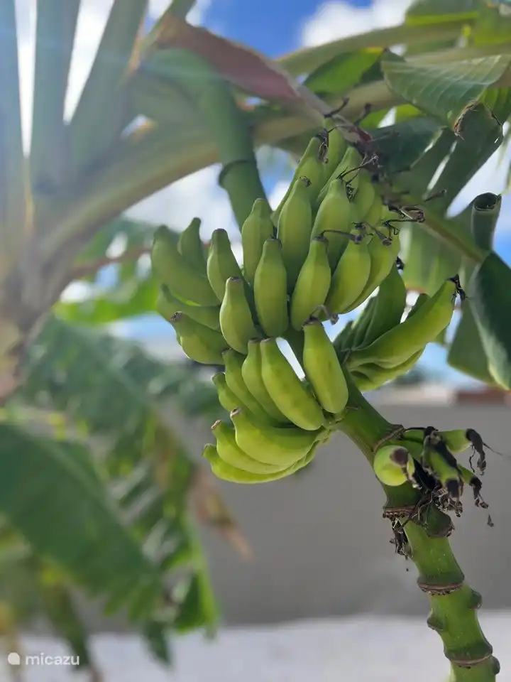 Onze bananenboom in de tuin! Love it!