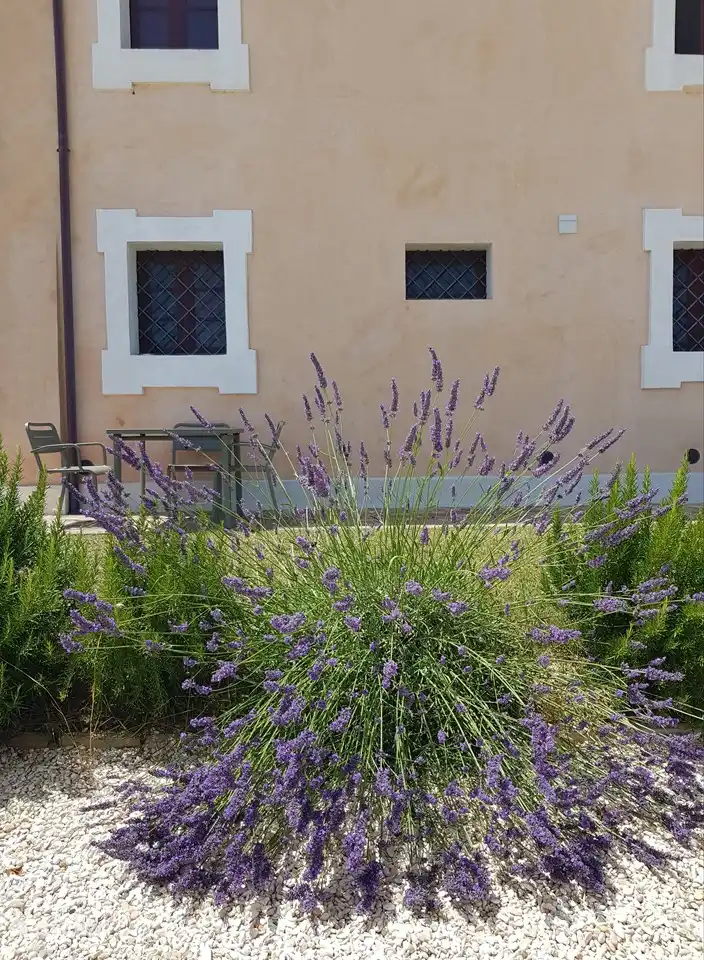 Villa Montefiore - app. Lavanda