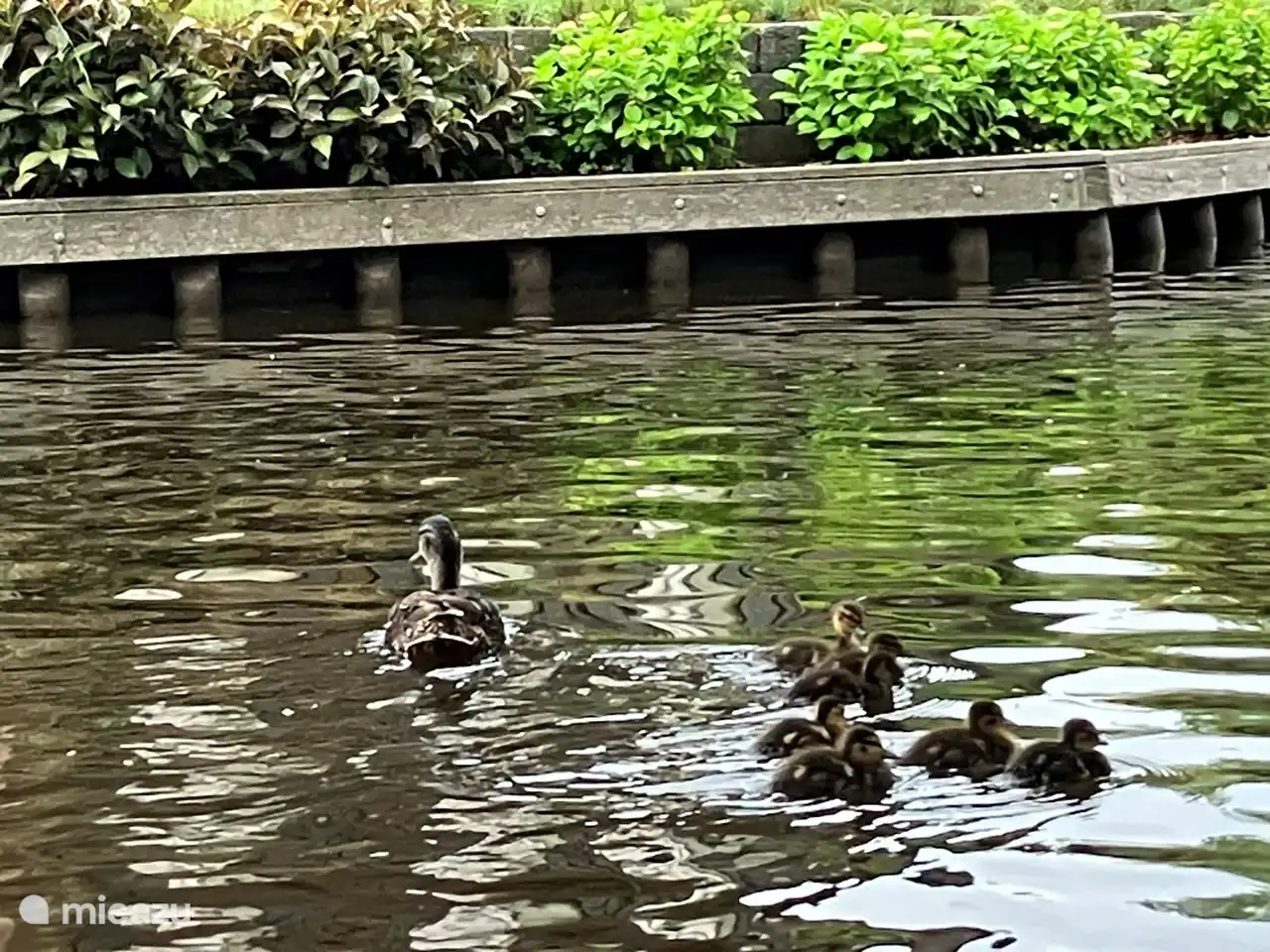 Varen tussen de vele eendjes.