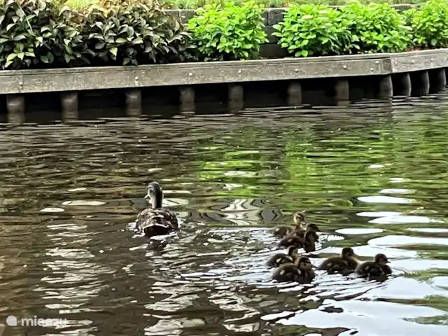 Oasis Giethoorn en Países Bajos, Overijssel, Giethoorn - casa rural / cabaña Navegando entre los muchos patos.