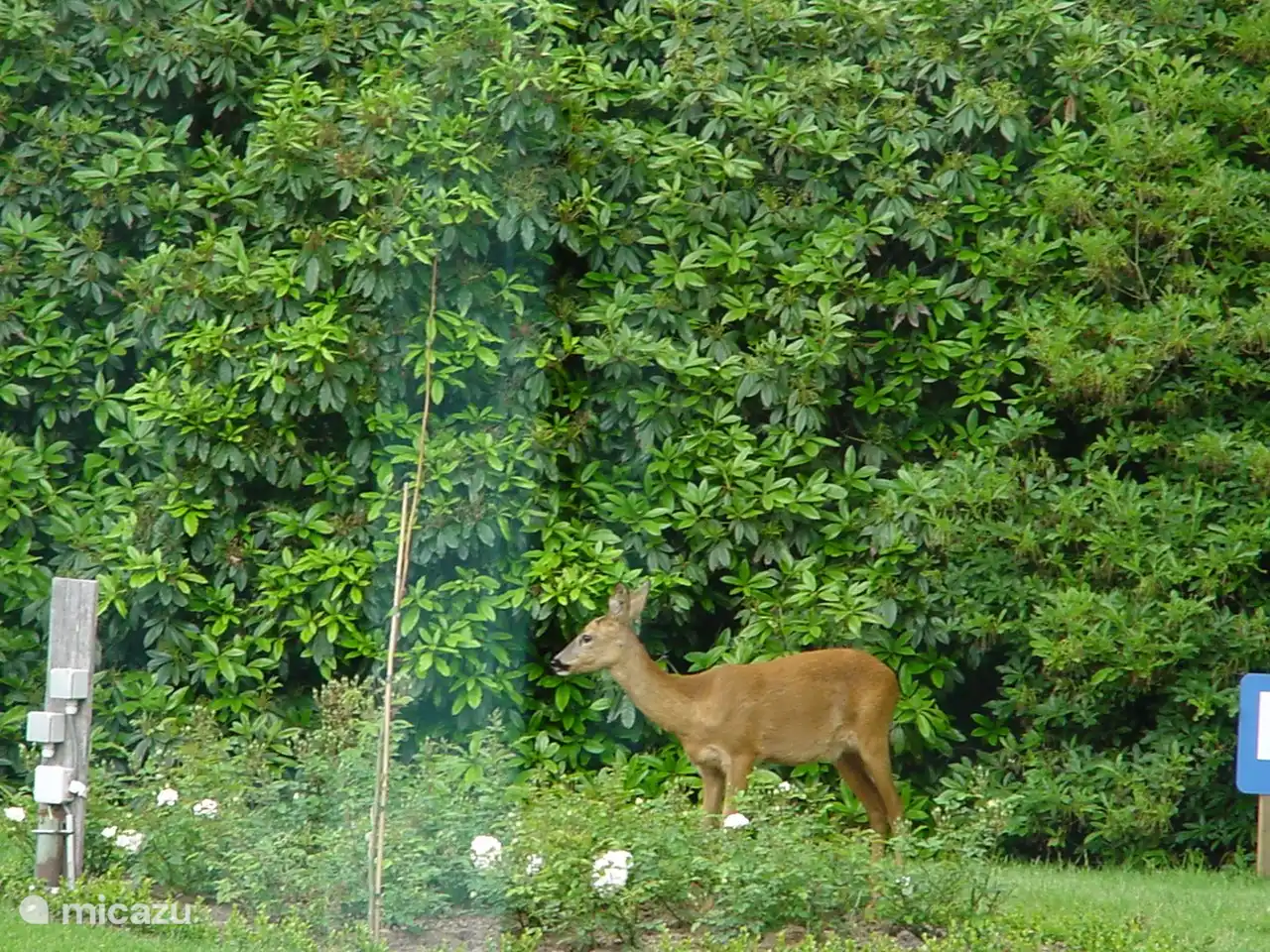 Rehe, Füchse, Bussarde, Greifvögel in der Umgebung