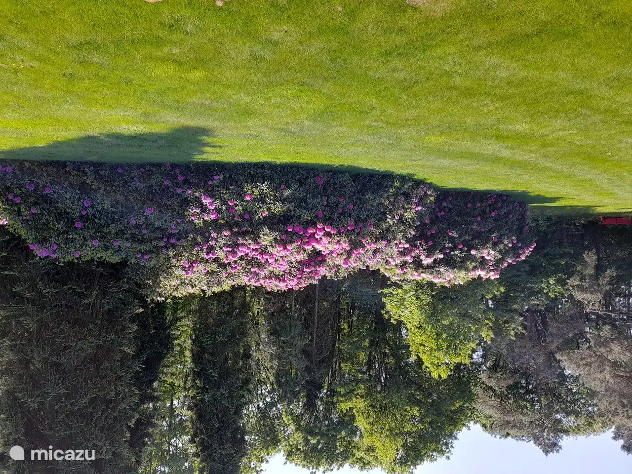 Rhododendron im Garten