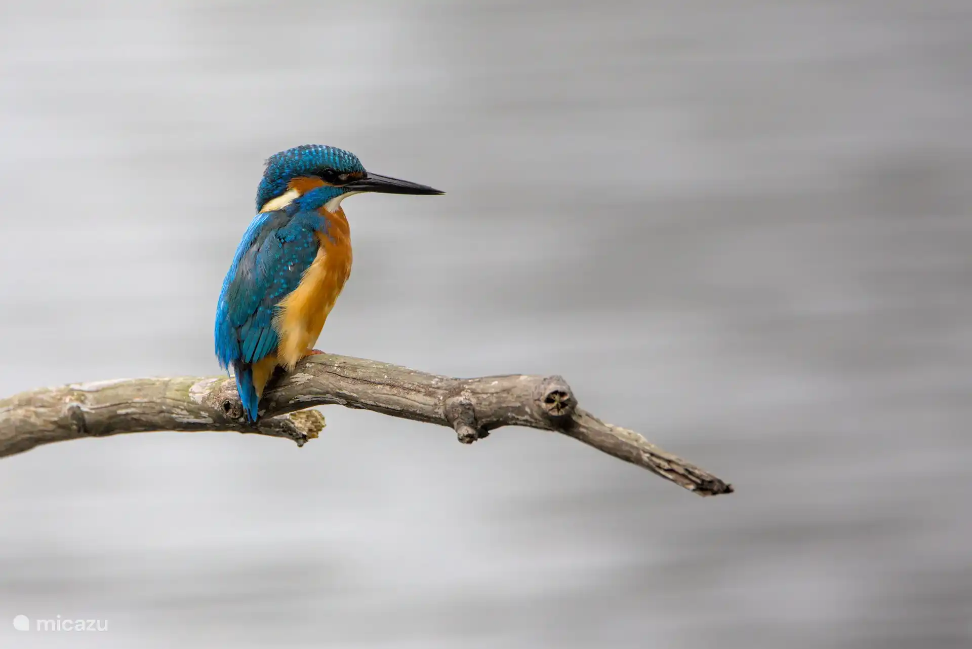 Eisvogel, mit etwas Glück sieht man ihn auch.