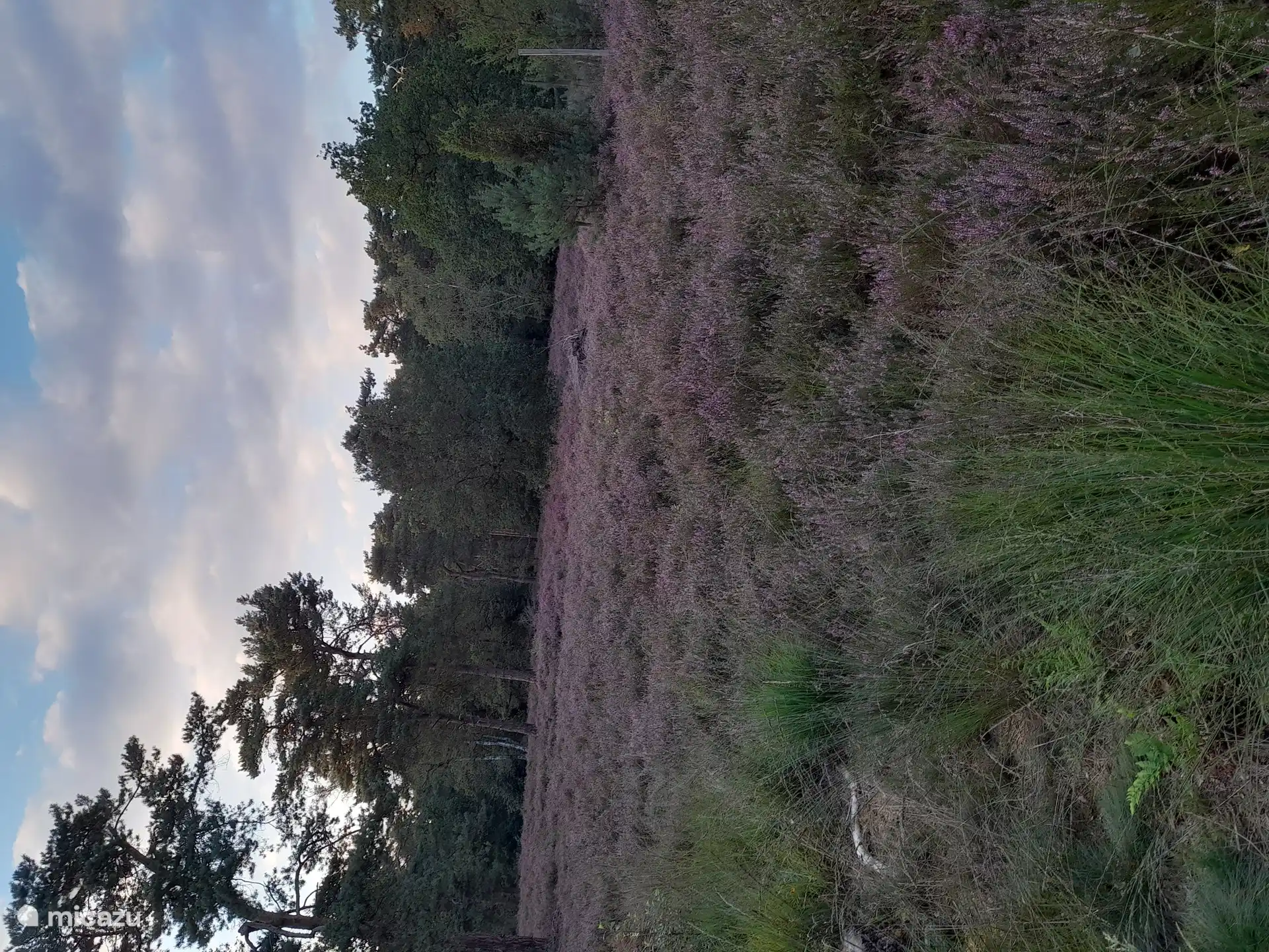 Purpurheide zu Fuß erreichbar