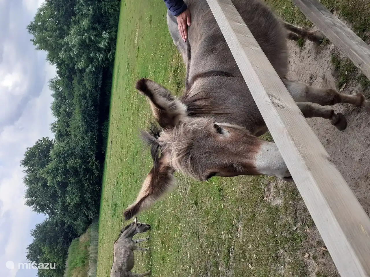 Der Esel im Streichelzoo