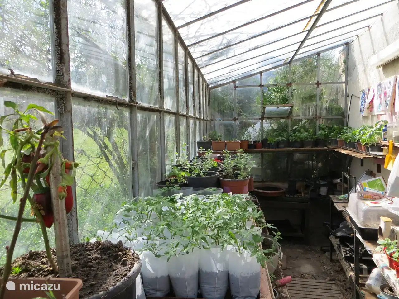 Glück im Gewächshaus