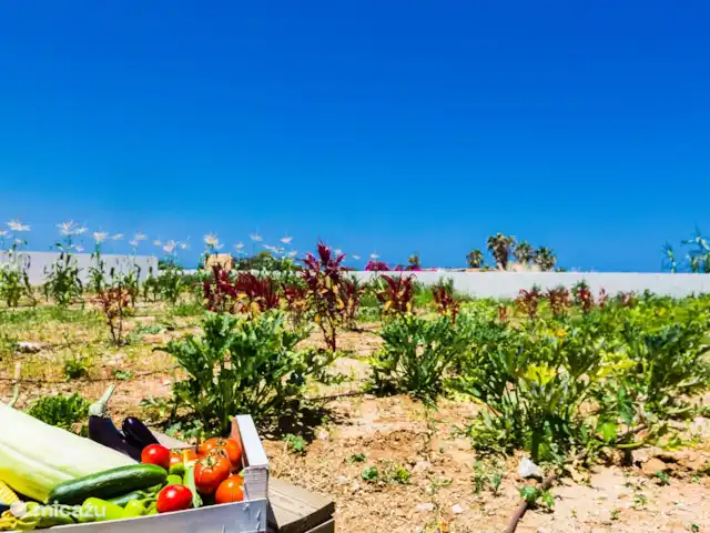 Villa Eeanthe Thalasses huren in Griekenland, Kreta, Pigianos Kampos - villa Groentetuin bij Thalasses