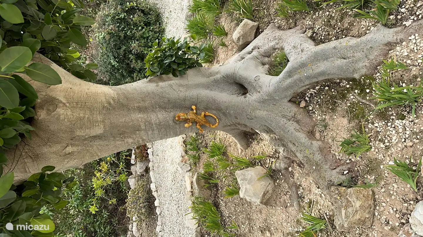 Unser Haussalamander