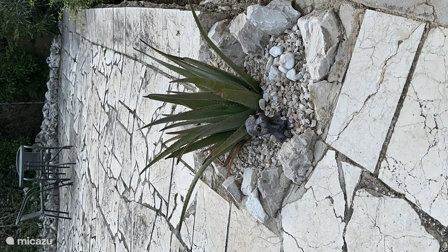 Unser Erdmännchen hat ein wachsames Auge auf die Umwelt!