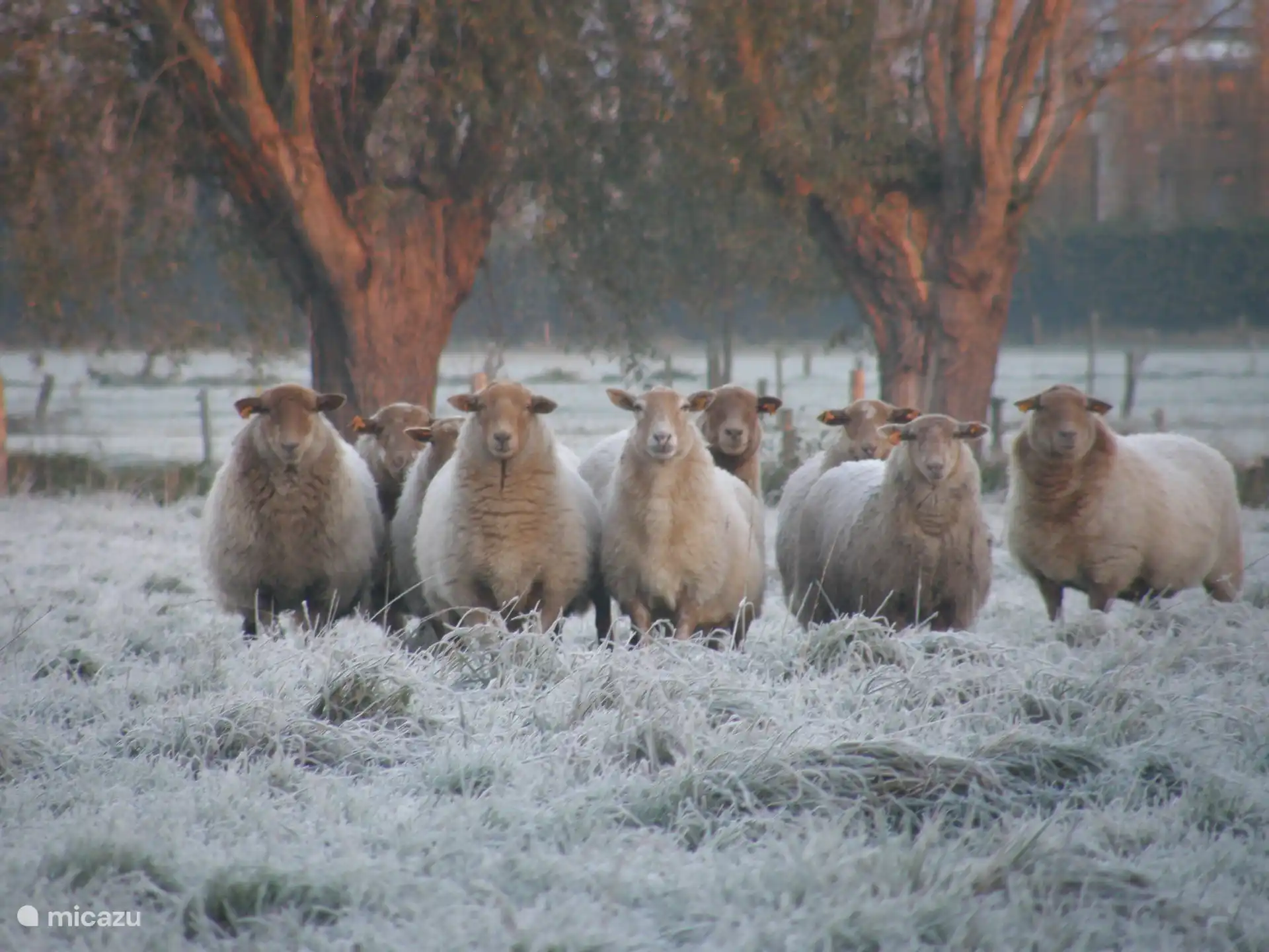 Winterlandschap met schapen