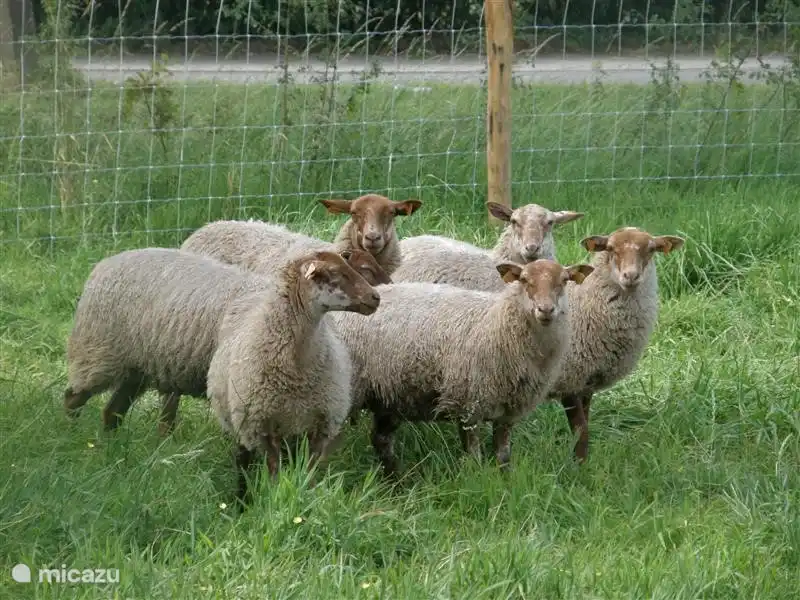 Schafe weiden im Obstgarten.