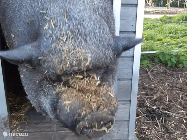 Location de Vacances Belgique, Flandre occidentale, Bruges, ferme - Hoeve de Hagepoorter 1 - Charme Omer, notre cochon