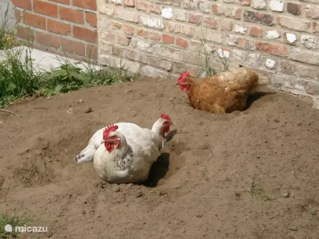 Location de Vacances Belgique, Flandre occidentale, Bruges, ferme - Hoeve de Hagepoorter 1 - Charme Les poulets