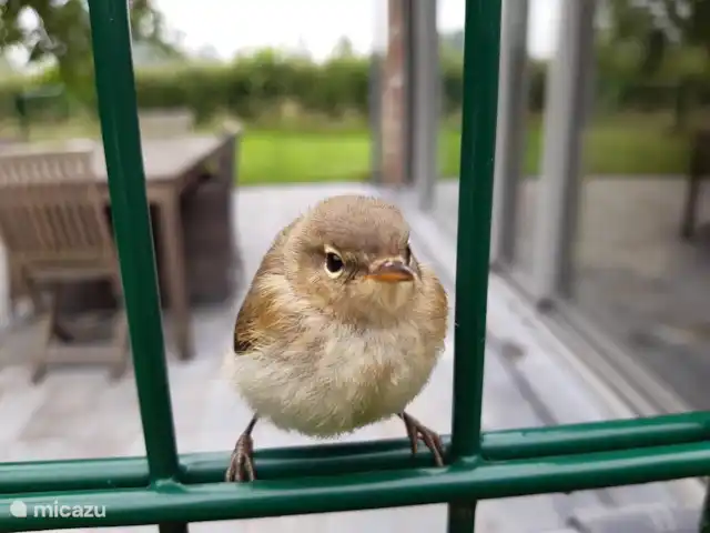 Location de Vacances Belgique, Flandre occidentale, Bruges, ferme - Hoeve de Hagepoorter 1 - Charme Les oiseaux de jardin peuplent la région