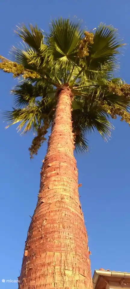 Palmeras que rodean la villa Jasmin en su propio terreno privado.