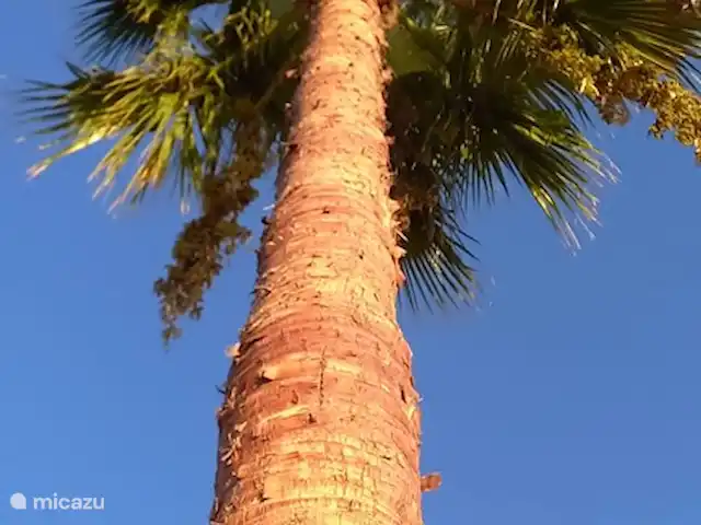 Jasmin | Turquie, Riviera Turque, Alanya - villa Palmiers entourant la villa Jasmin sur son propre terrain privé