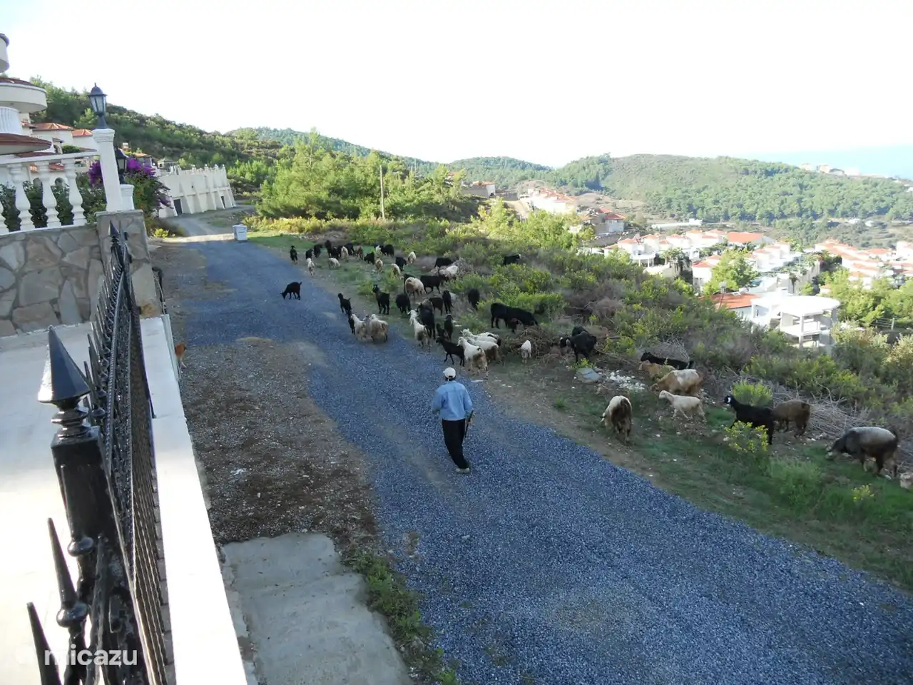 En la naturaleza, las cabras vienen de vez en cuando a agarrar la hierba en Villa Jasmin