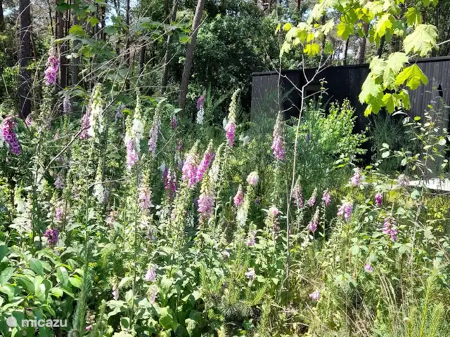 boîte noire | Belgique, Anvers, Lille - maison de vacances fleurs dans le jardin