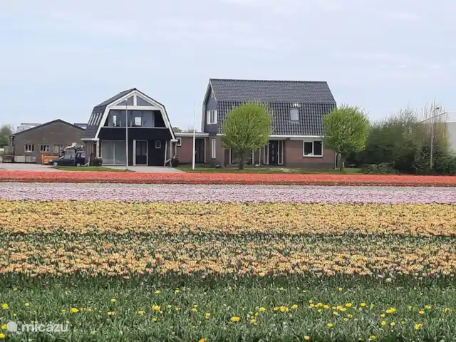 Location de Vacances Pays-Bas, Hollande du Nord, Breezand, appartement - Bloemenpracht champs de bulbes à la maison