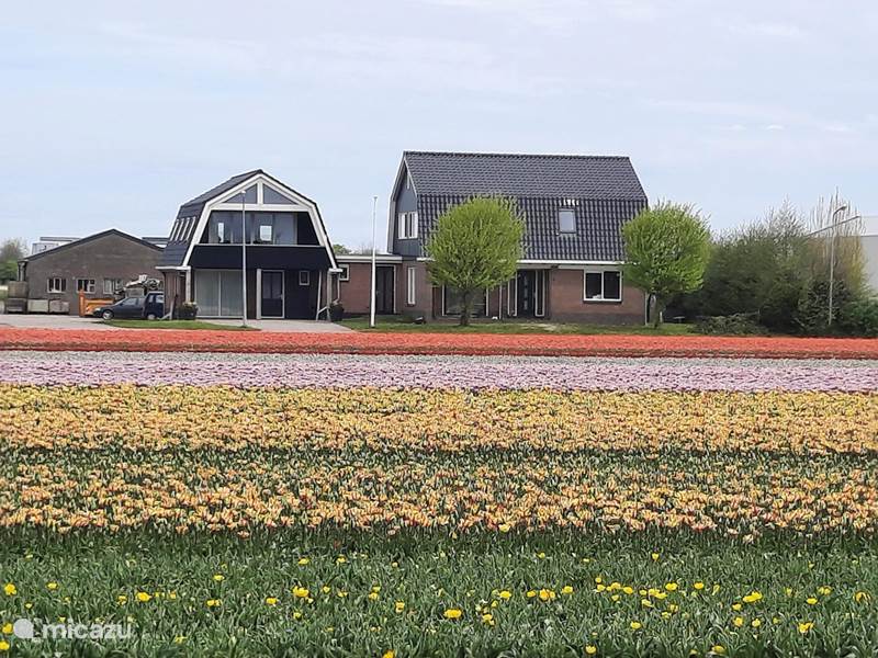 Holiday home in Netherlands, North Holland, Breezand Apartment floral splendor