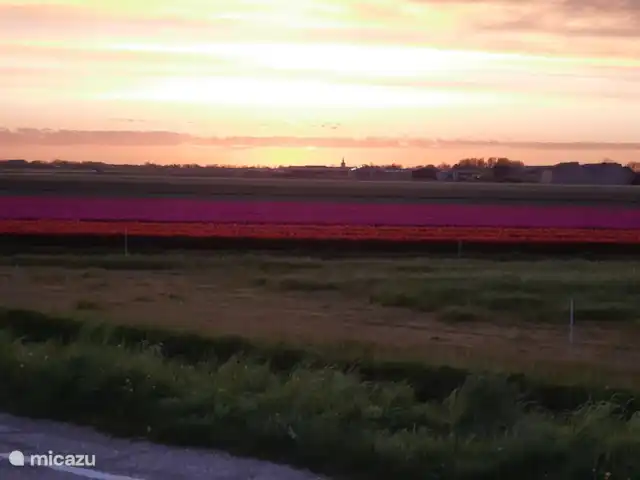 Location de Vacances Pays-Bas, Hollande du Nord, Breezand, appartement - Bloemenpracht champs de bulbes