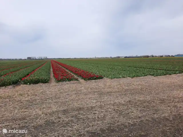 Location de Vacances Pays-Bas, Hollande du Nord, Breezand, appartement - Bloemenpracht Vue