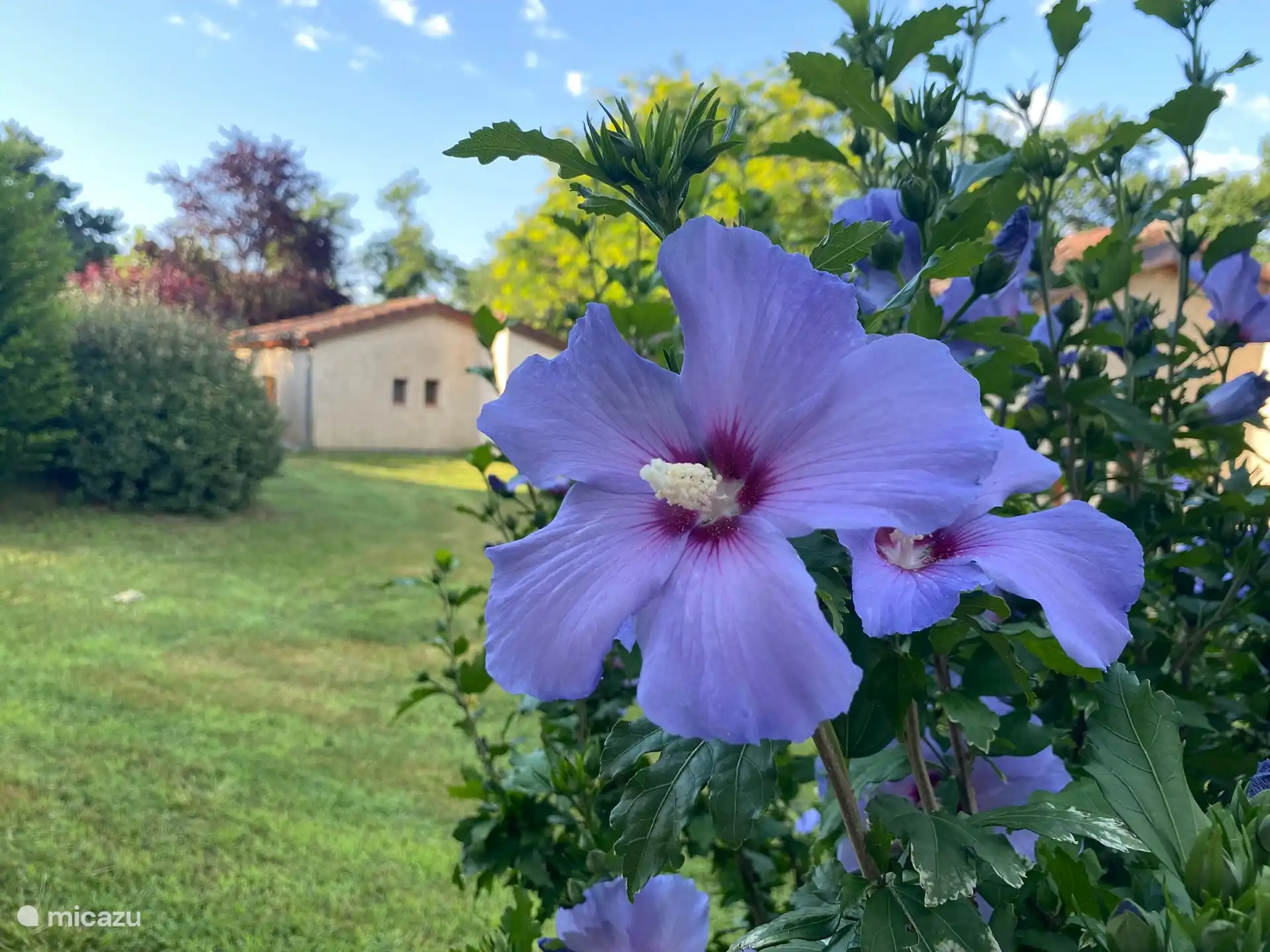 Genießen Sie die Flora der Bouriane